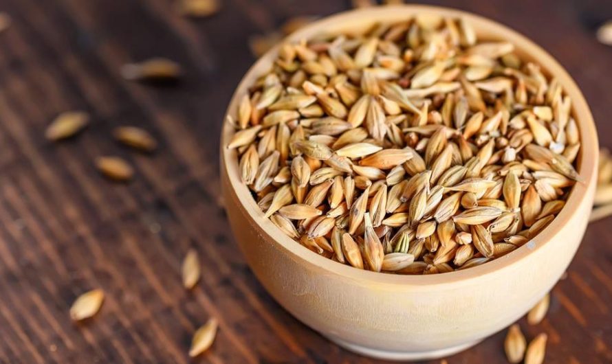 Latin America Barley Market is Estimated to Witness High Growth Owing to Increasing Demand for Craft Beer & Opportunities in Animal Feed Industry