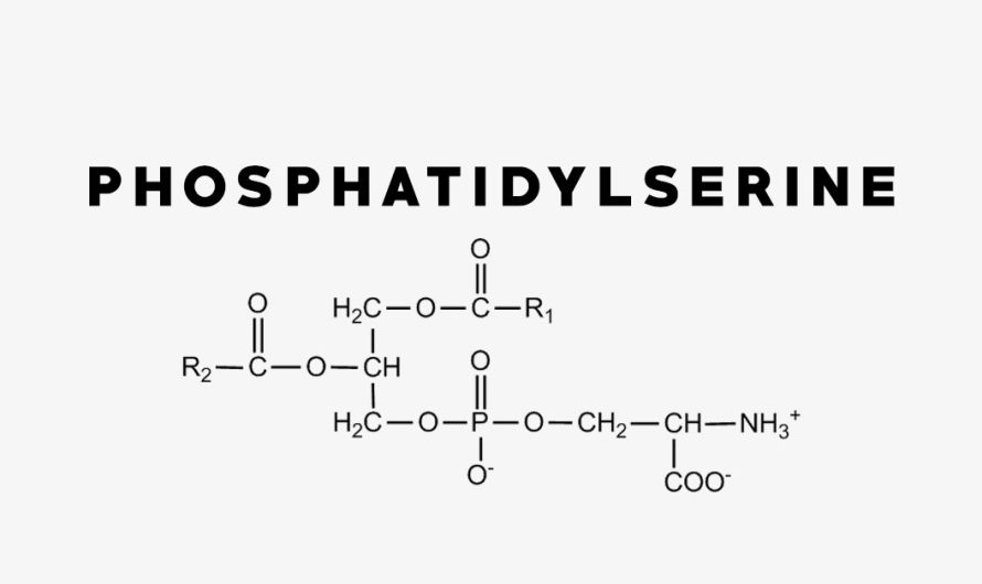 Global Phosphatidylserine Market Is Estimated To Witness High Growth Owing To Increasing Demand for Brain Health Supplements