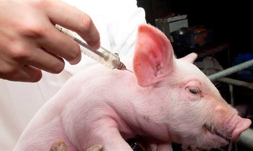 Global Swine Fever Vaccine Market Is Estimated To Witness High Growth Owing To Increasing Pork Production and Growing Awareness about Animal Health.