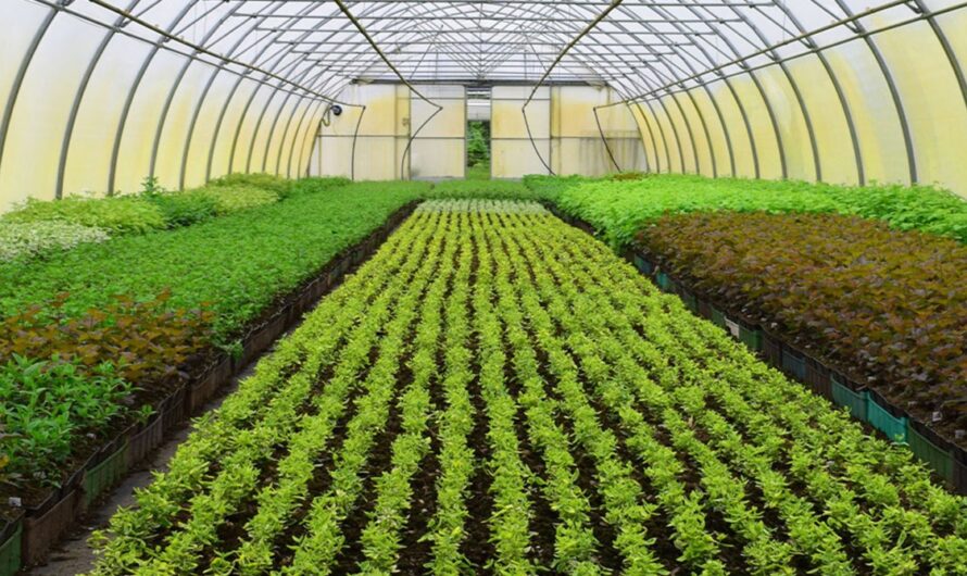 Fresh Fruit And Vegetable Soil Is The Largest Segment Driving The Growth Of Greenhouse Soil Market