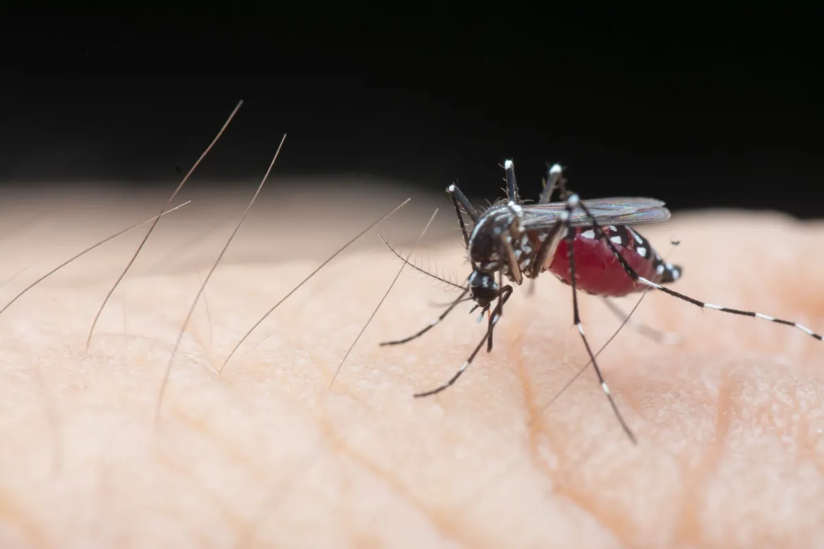 New Study Shows Potential for Greater Reduction in Dengue Fever through Indonesia Wolbachia Trial
