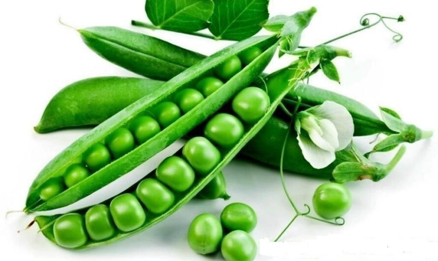 Pea Protein Market is Estimated To Witness High Growth Owing To Increasing Demand for Plant-based Proteins