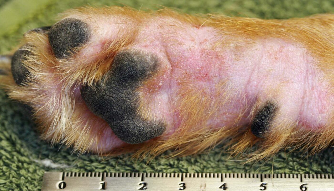 Canine Atopic Dermatitis Treatment Drugs Market