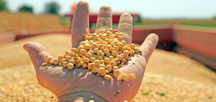 The global Genetically Modified Seeds Market Propelled by surging demand for drought-resistant crops