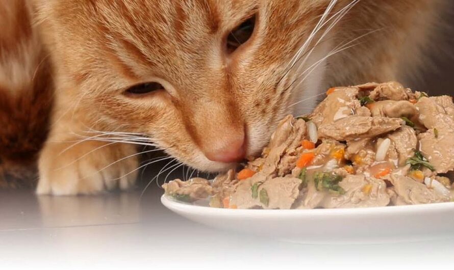 The Rising Demand for Premium and Nutritious Cat Food is Driving the Global Cat Wet Food Market