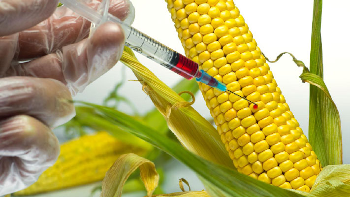 Genetically Modified Seeds Market Propelled by Rising Demand for High Yield Crops