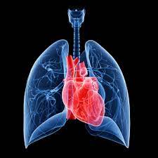 New Discovery In Lung Transplants Holds Promise For Improved Survival Rates