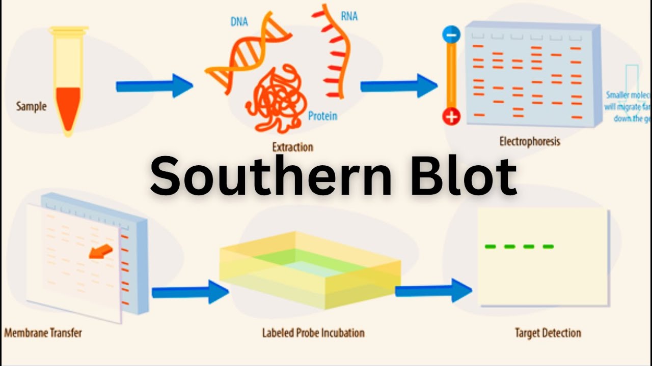 The demand for nucleic acid detection techniques across various end-use industries is expected to propel the southern blotting market