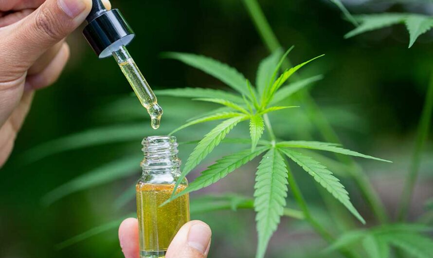 The Cannabis Extract Market Is Driven By Increasing Medical Applications