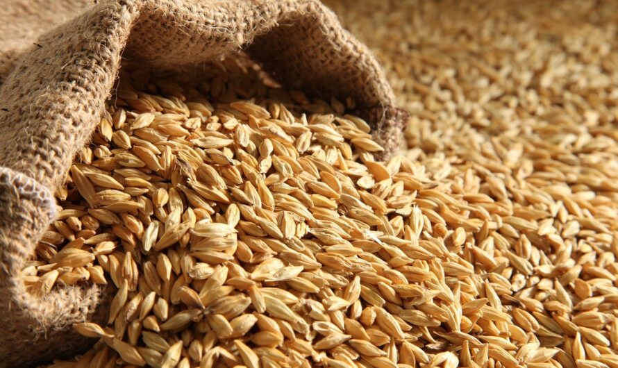 Latin America Barley Market is Estimated to Witness High Growth Owing to Increasing Consumption of Beer and Other Alcoholic Beverages
