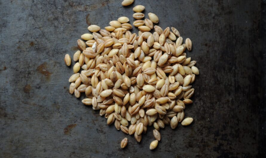 Golden Grains: Malted Barley’s Rise to Prominence in Craft Beer and Distillation