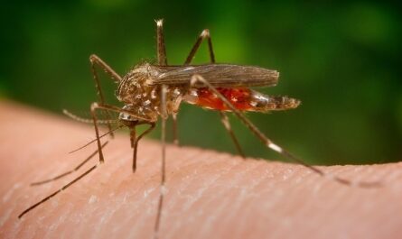 Mosquito Borne Disease Market