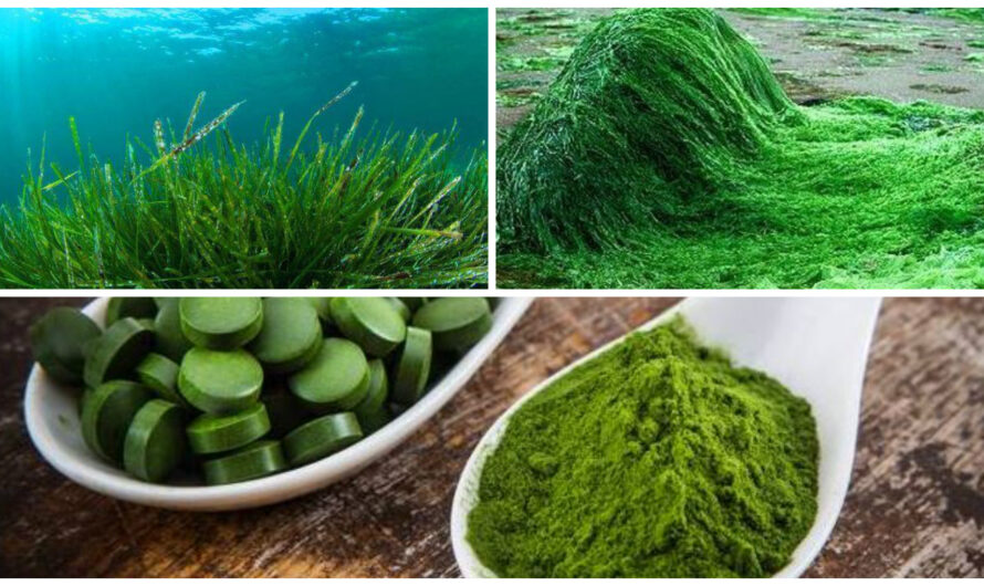 Spirulina Is A Type Of Blue-Green Algae That Has Been Consumed By Humans For Centuries.