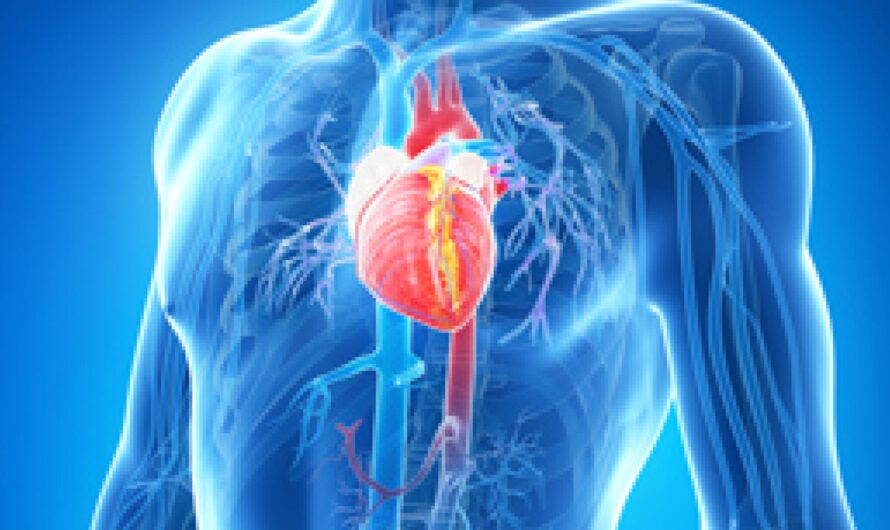Exploring Cardiac Autonomic Control: Mechanisms and Implications