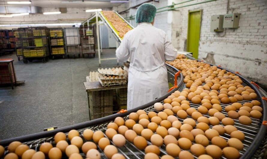 Impact of COVID-19 on the Egg Processing Market: Adaptation and Resilience
