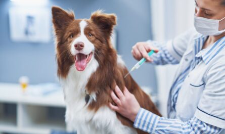 Global Canine Influenza Vaccine Market