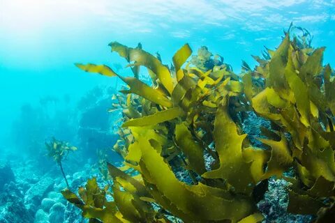 Commercial Seaweed Market to Witness Growth fueled by Rising Application in Multiple Industries