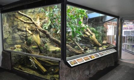 Reptile Enclosure